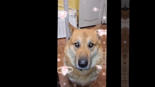 1000013496.mp4 (Собака наблюдает за новым снегоуборщиком)