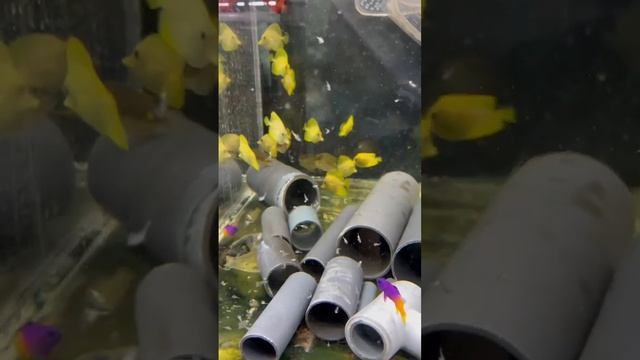 "Калипсо Аква".