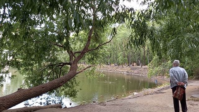 Дерево-лавочка в Харитоновском саду.