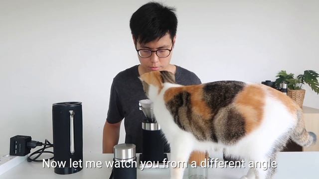 My Cat Is Interested To Be A Cat Barista!