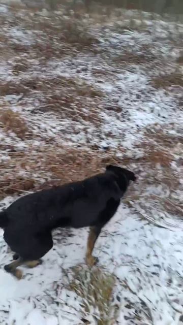 Собаки на выгуле!  #dogtraining #workingdog #shortvideo #doglife #rescuedog #собака
