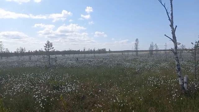 Цветение багульника.