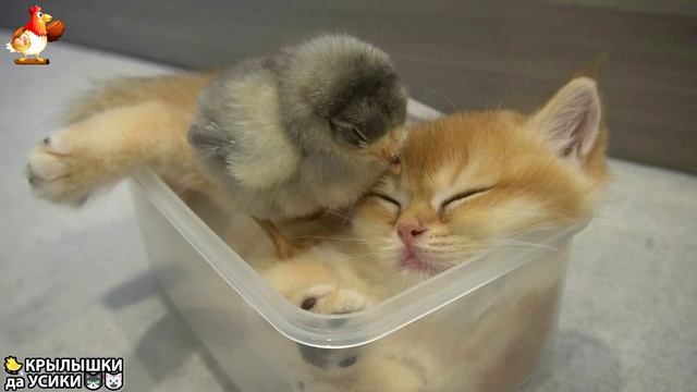 Утята и Цыплята - Кошки и котята - (8) Хвостики да Усики ❣️🤗🥰