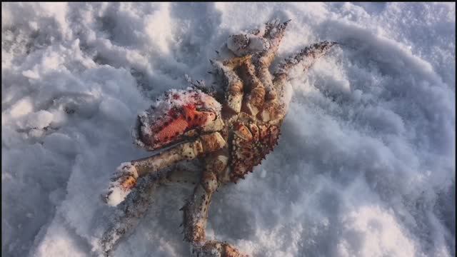 Как поймать краба зимой. Крабалка 2024 на Сахалине.