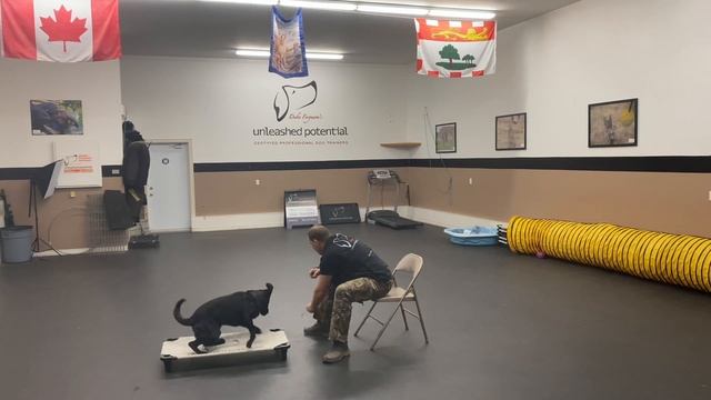 How to Teach Your Dog to Lay DOWN | Full Lesson and Follow-Up