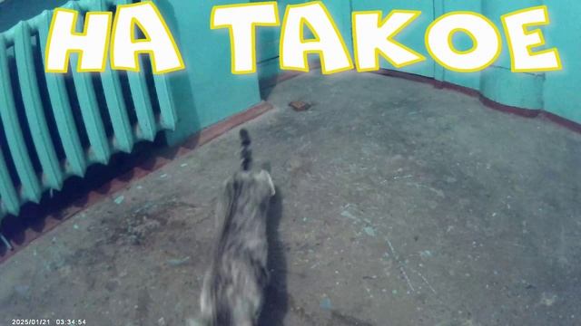 КОШКА НА ЭТАЖЕ 22 01
