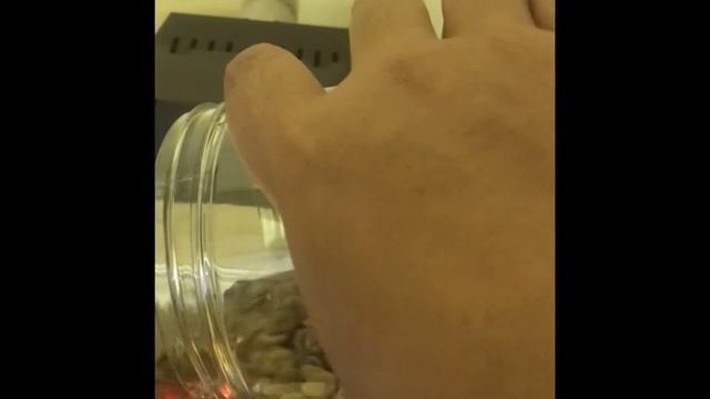 First coffee bean roasting session with kaleido snipper m2