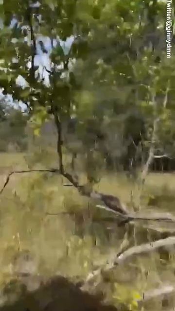 Не шутите с дикой природой. И не надоедайте животным  со своим сафари.