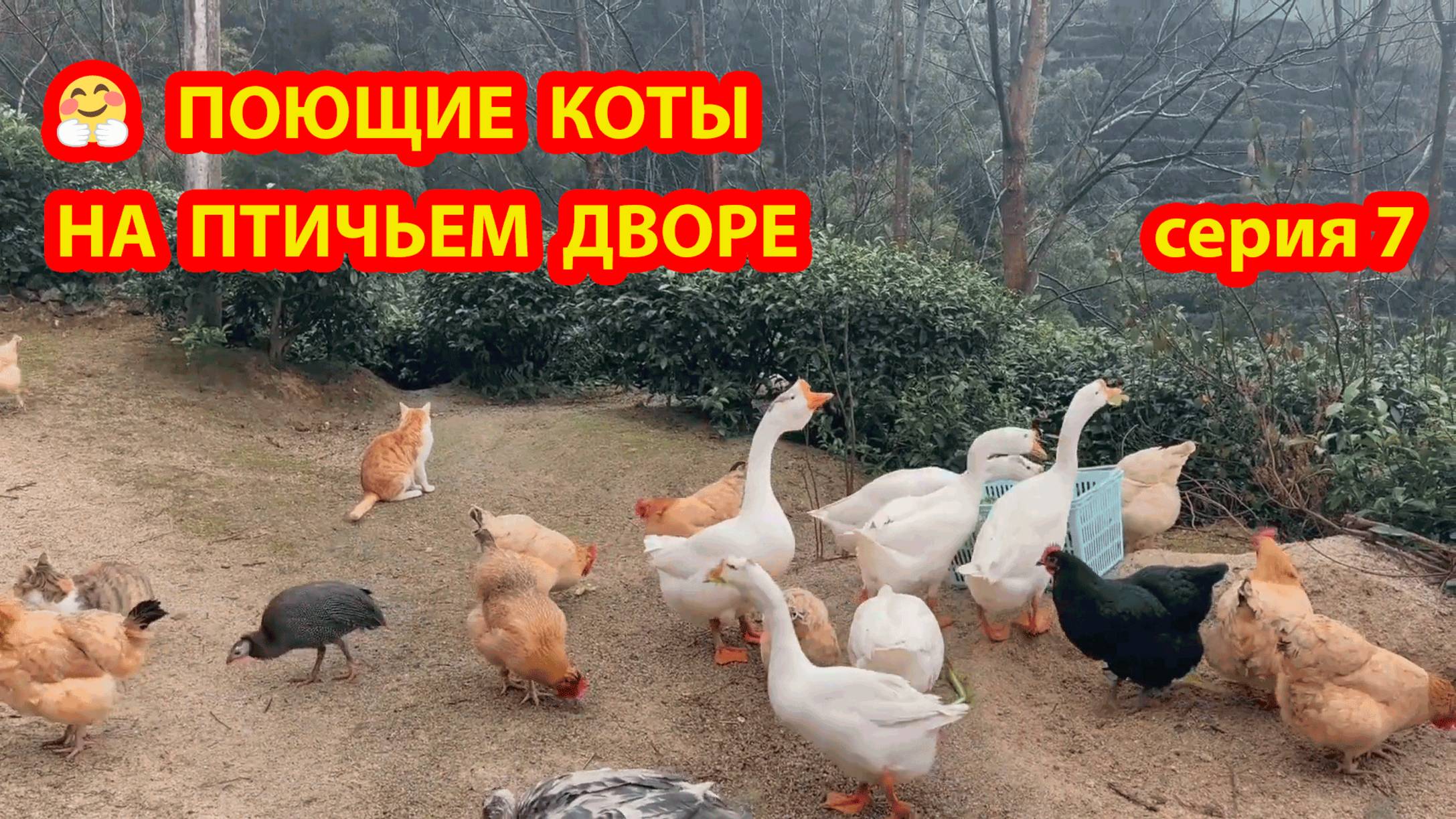 Крутые коты у птичьего двора серия 7 🐈🐈⬛😹 Природа Абхазии и подворье с птицами и животными ❣️