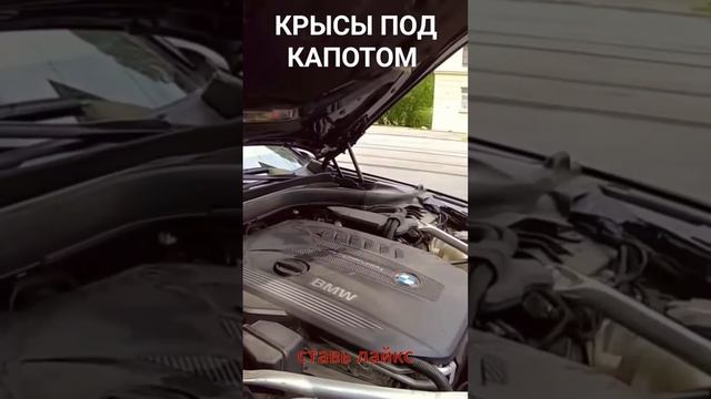 КРЫСЫ БЫЛИ ПОД КАПОТОМ БМВ #заработоквтакси #сменавтакси #бизнестакси #яндексбизнес  #работа