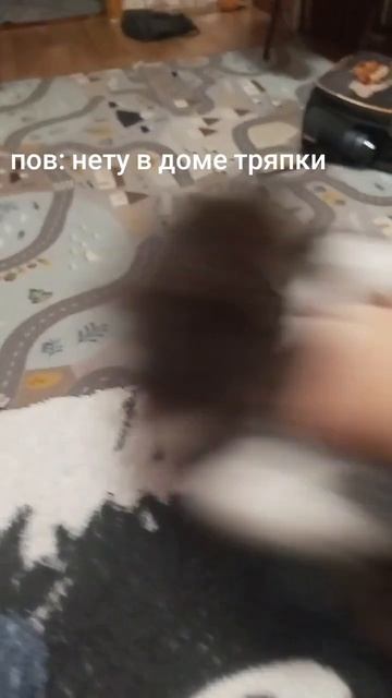 в доме тряпки нет но есть котёнок 😁