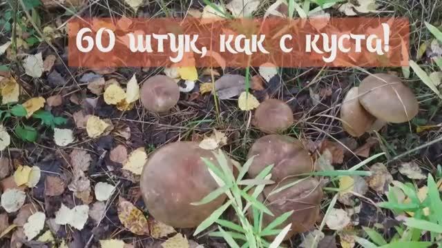 60 штук, как с куста!