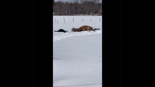 Снежный ангел