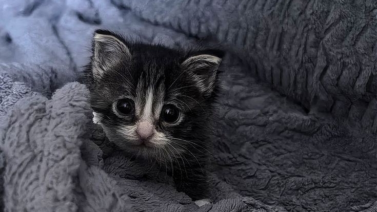 ээ ну кушую готовлюсь к школе