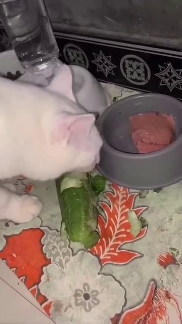 1000074026.mp4