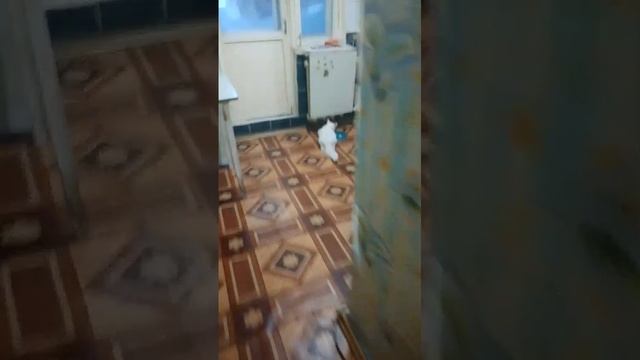 Барбариска кушает.
