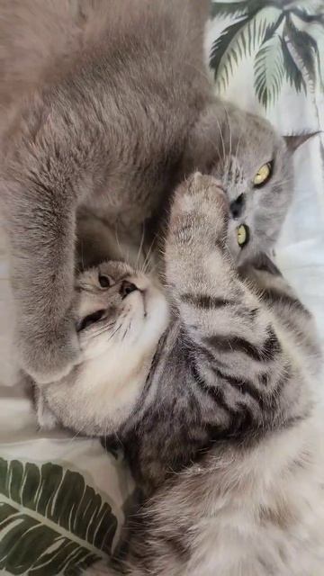 от любви до ненавсти один кусь #mercedes #carlos #lewis #lizzymur #cat #mercedes #lewis