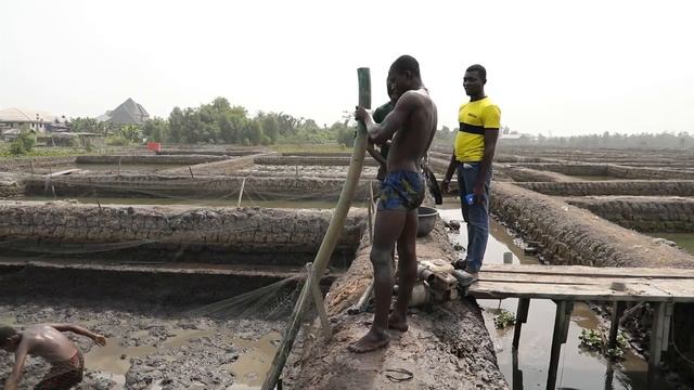 SMART DELTA ON JOB AND WEALTH CREATION IN DELTA:A CASE OF YOUNG FISH FARMERS EPS 104
