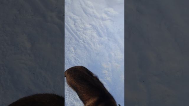 Щенок немецкой овчарки зонарного окраса
