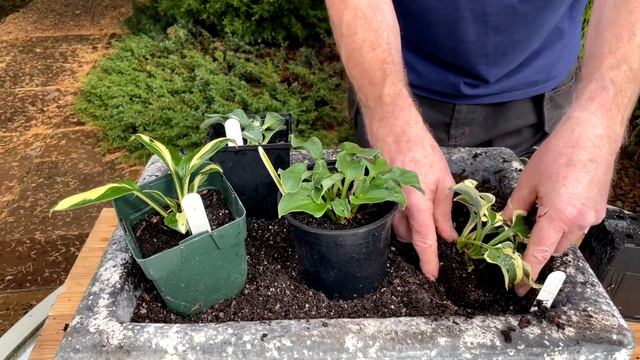 Rewela Hostas Planting Miniature Hostas