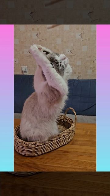 Наше чудо 🐱