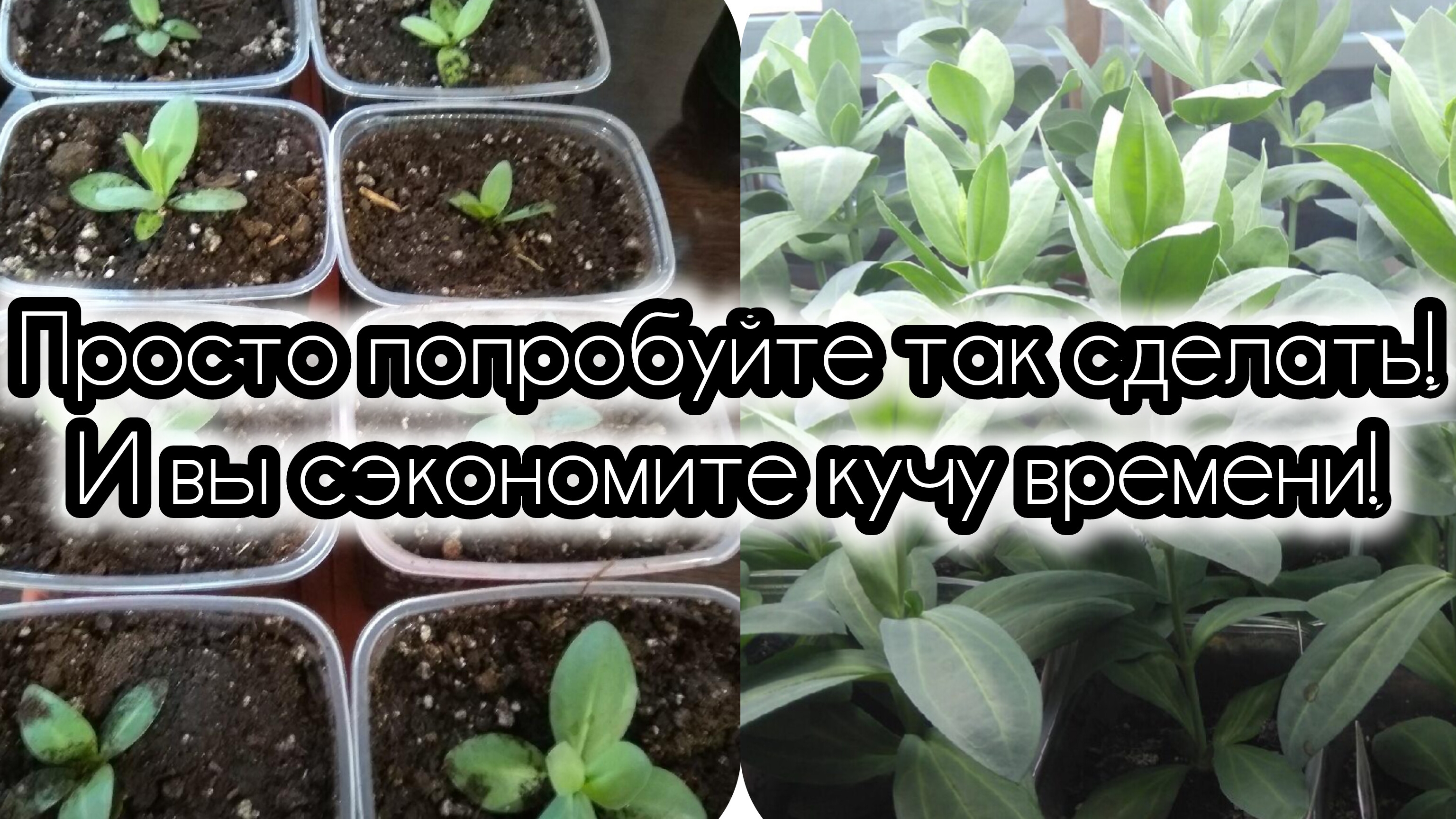 Просто попробуйте так сделать с эустомой и вы сэкономите кучу времени!