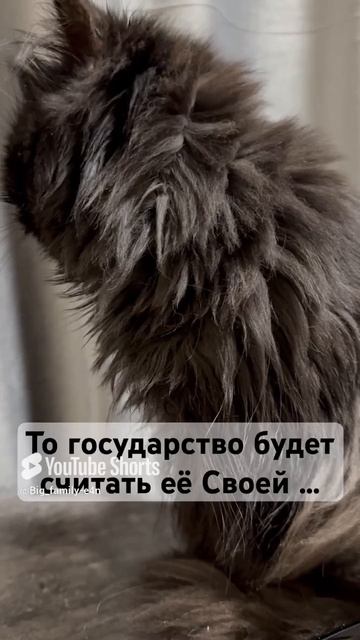 Кошка Боня о несправедливости 😕🐾❤️😂😂😂