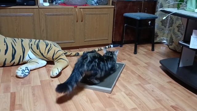 Когтеточка для кота🐱Тестирование по полной программе 😂👍 Кот доволен!