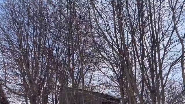 Скоро окоты ,а их у нас много
