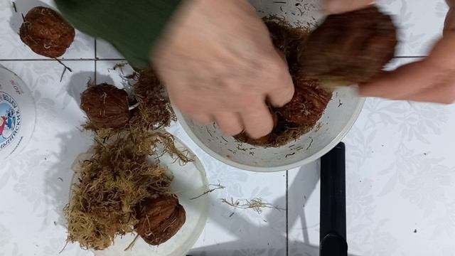 Проращивание грецких орехов во мху