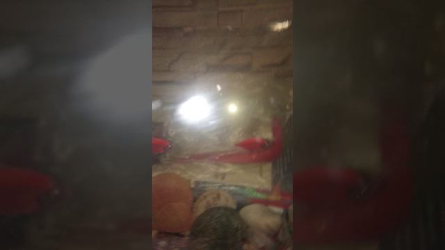 новые рыбки в аквариуме