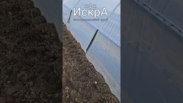 Монтаж тепличной пленки на каркас парника.