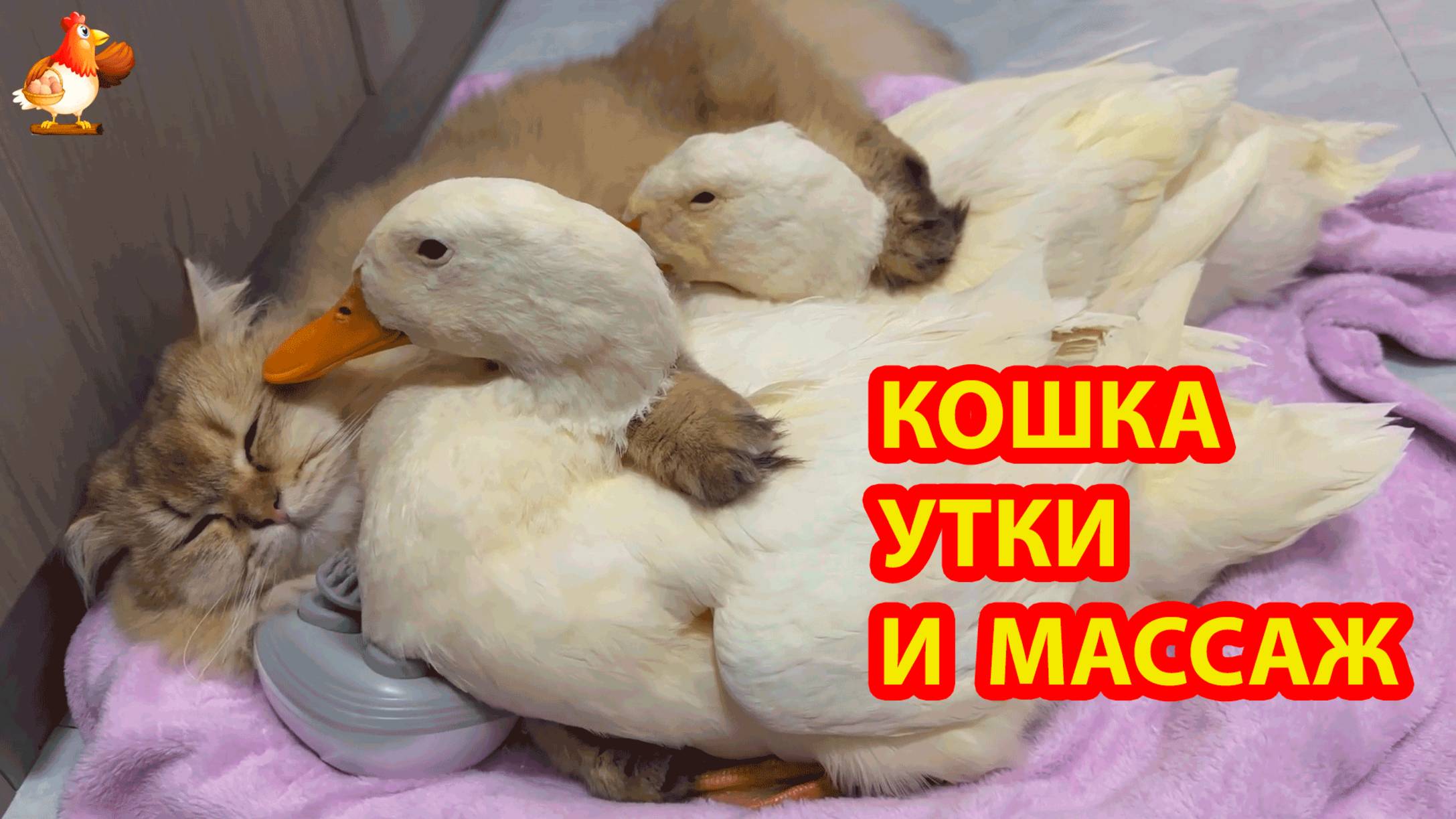 Кошка  и две утки 😹 массаж пушистой красавице ❣️🤗😂