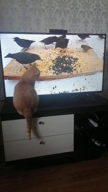 Рыжка наблюдает за птичками