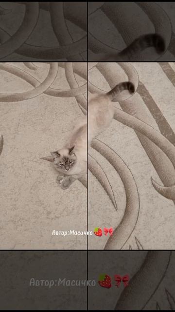 [🍓🎀]-Видео с лапки царапки!