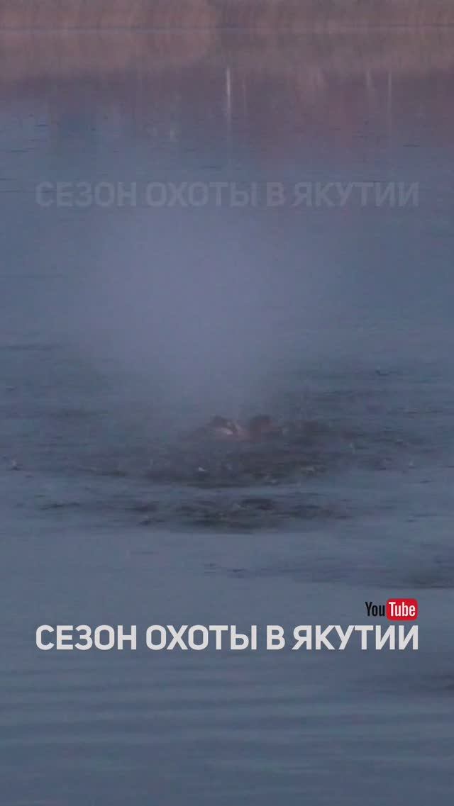 Утки красиво сели на чучела, НО тут... #shorts #short #охота #hunting #patternmaster