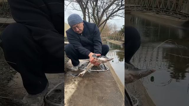 Осетра в Славянске на Кубани. Видео от клиентов