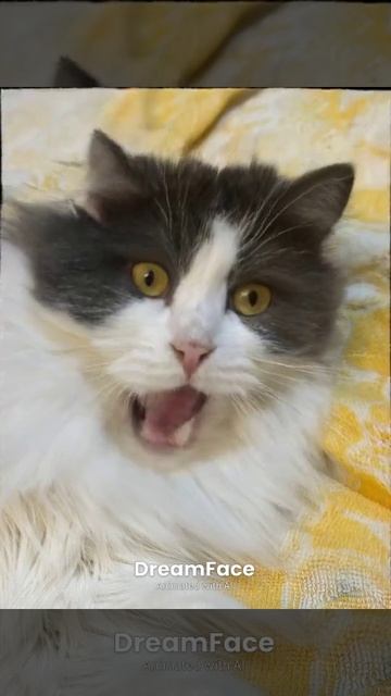 мяу