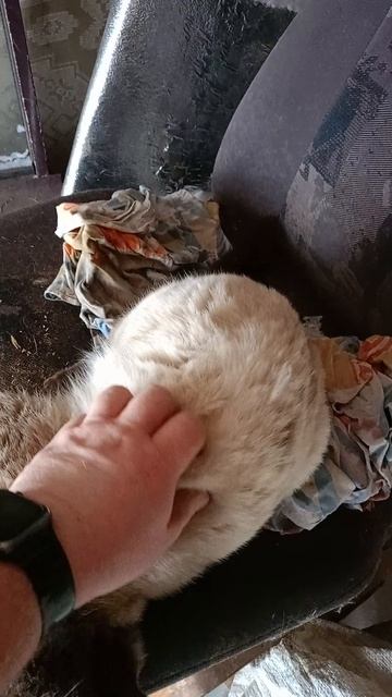 Пришёл соседский котик