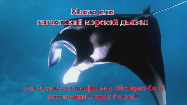 1а.	Манта или гигантский морской дьявол  под музыку к кинофильму «История О» Franck Pourcell