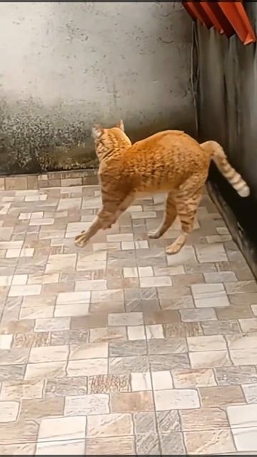 котик