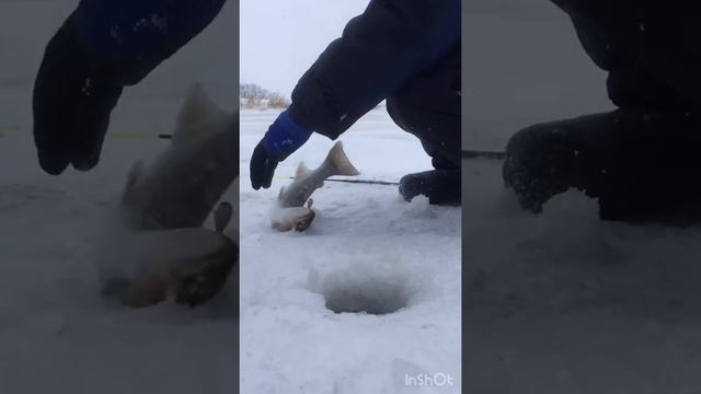 Рыбалка на реке Вал, залив Чайво.