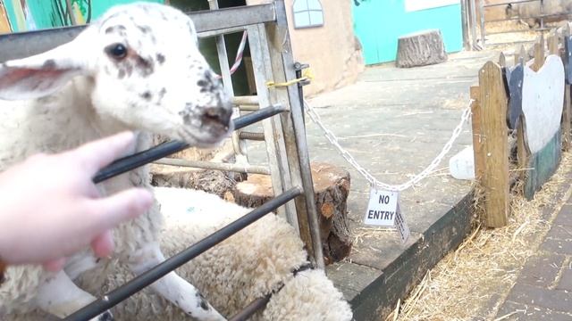 Feeding animals at the farm | Chloshows