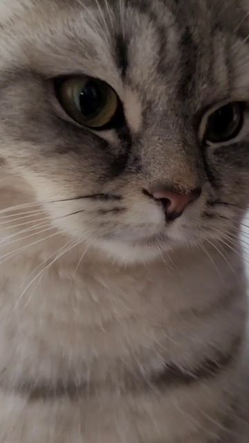За окошком свету мало 😾