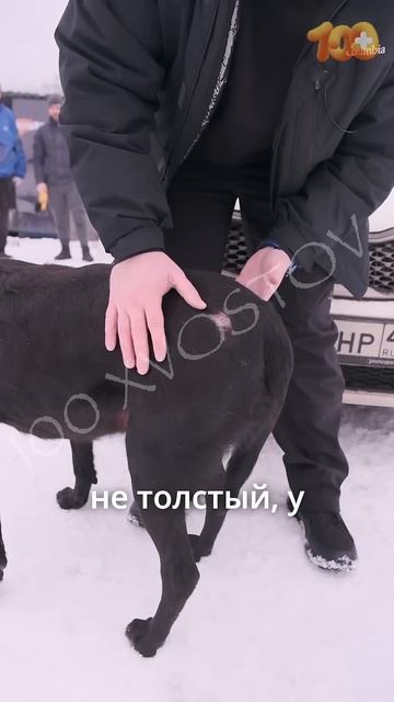Бобрику нужна твоя помощь У него сломан таз и всё внутри опухло Альфа-Банк, ВТБ:+79105960940 (СБП)