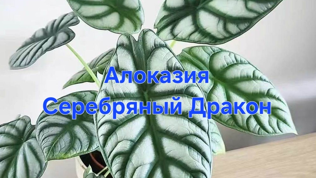 Алоказия Серебряный Дракон на Фитиль