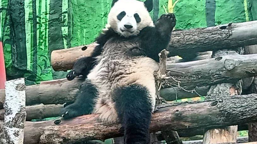 Панды Мимимишки...😍🐼🐼