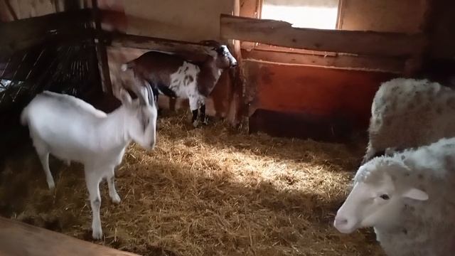 Приключения / Животных 🐐🐏