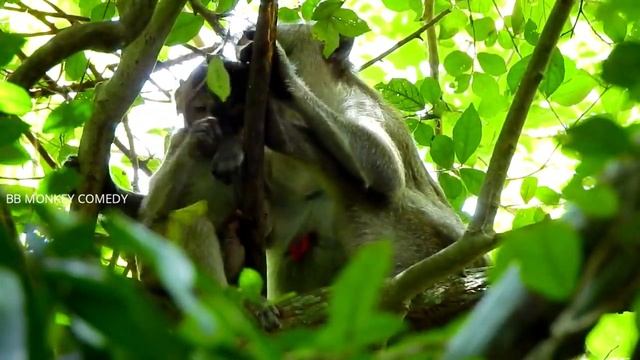 WOW! WELL DONE...ATTACKS//JANE ATTACKS JANNS SO HURT, SHE CRIES CONVULSIVE AND RUN OUT NEAR FALLING