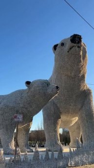 Семья белых медведей снова поселилась в Москве